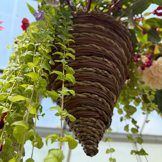 Hanging Basket