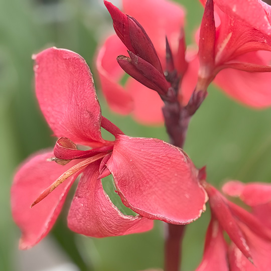 Canna Canna