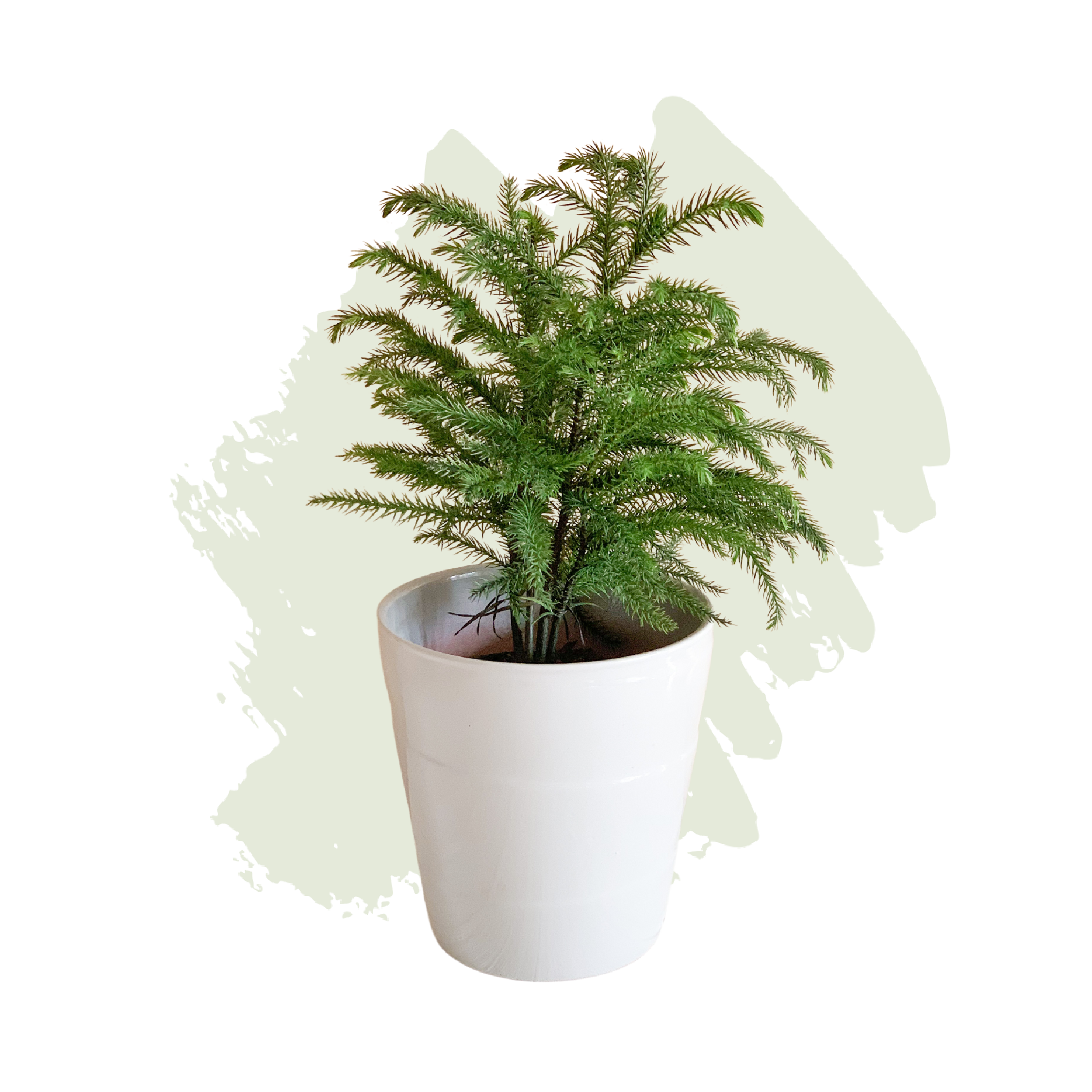 Norfolk Pine