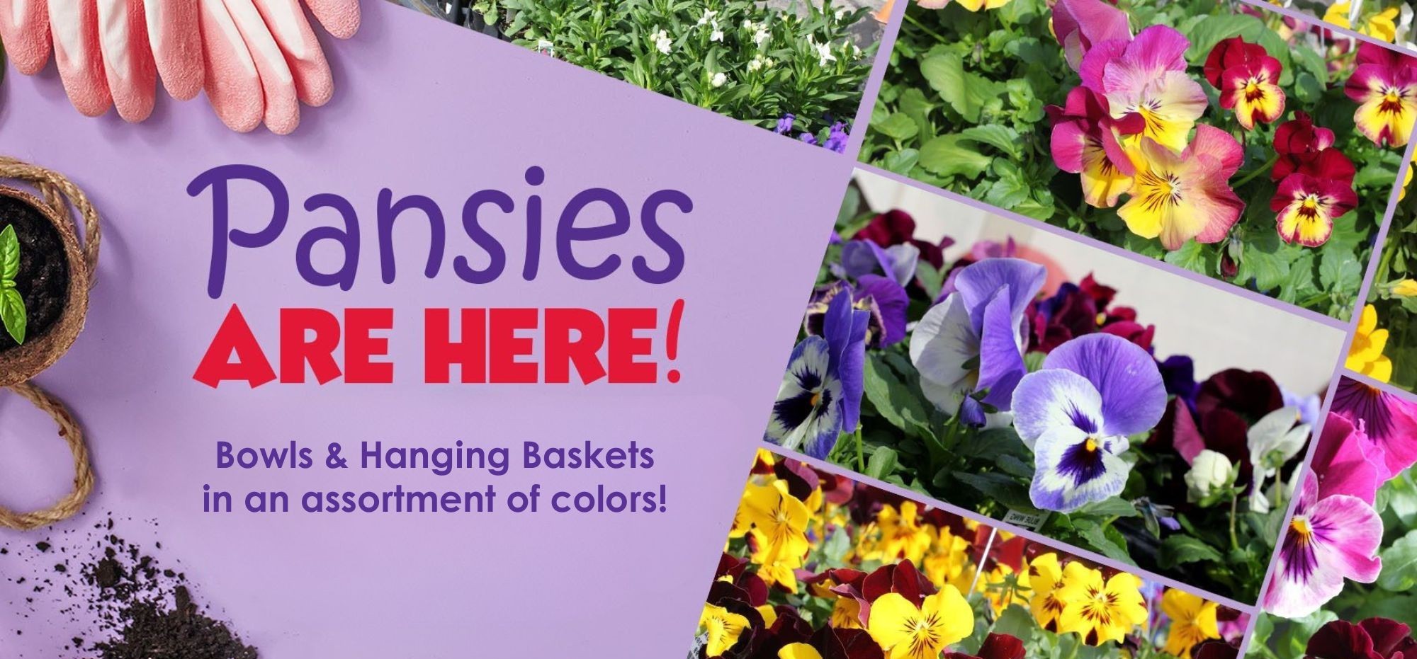 Pansies are here!