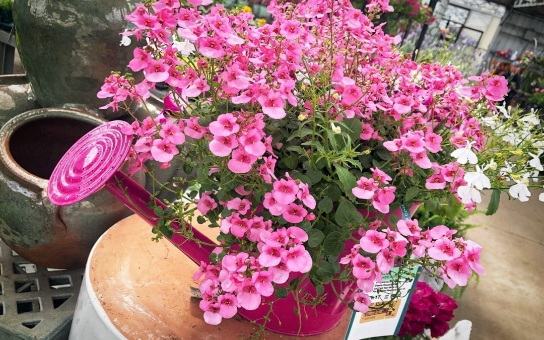 The Perfumed Garden