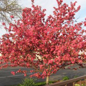 Pink Flowered Crabapple