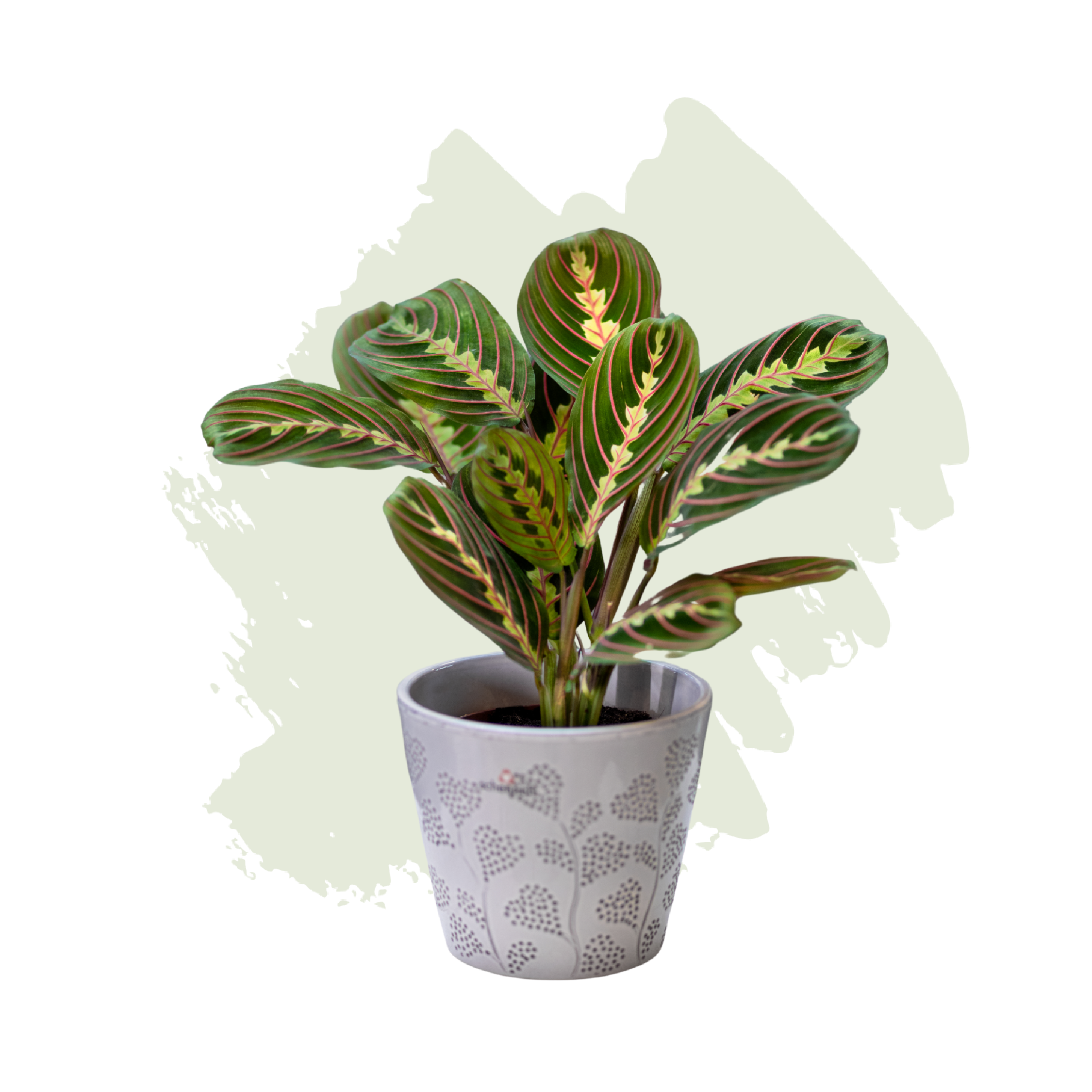 Prayer Plant