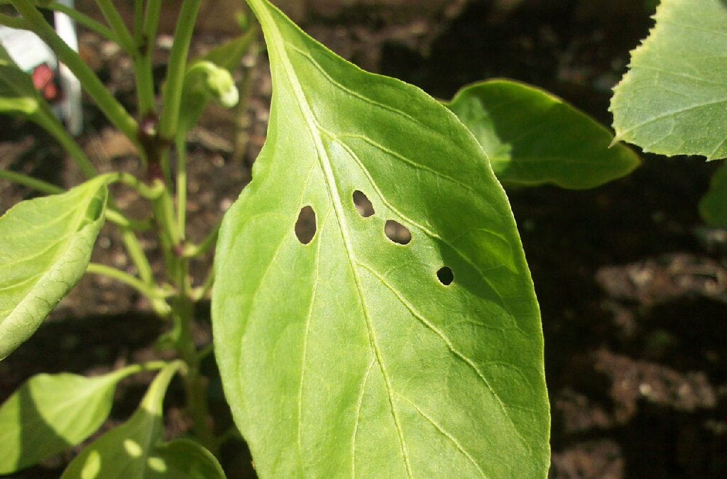 Protecting Your Garden and Flowers
