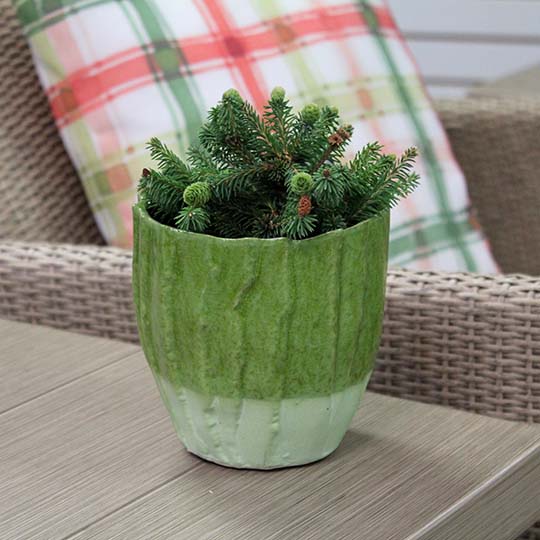Pusch Norway Spruce Pusch Norway Spruce