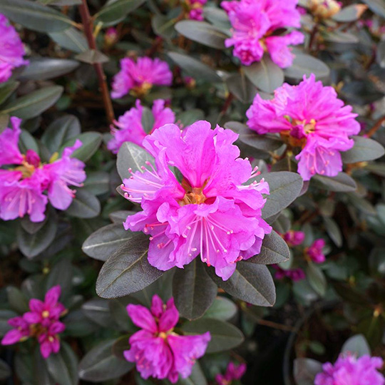 PMJ Rhododendron