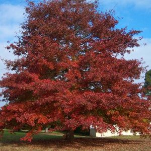 Red Oak