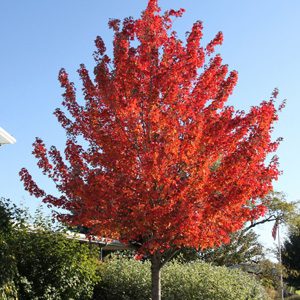 Red Pointe Red Maple