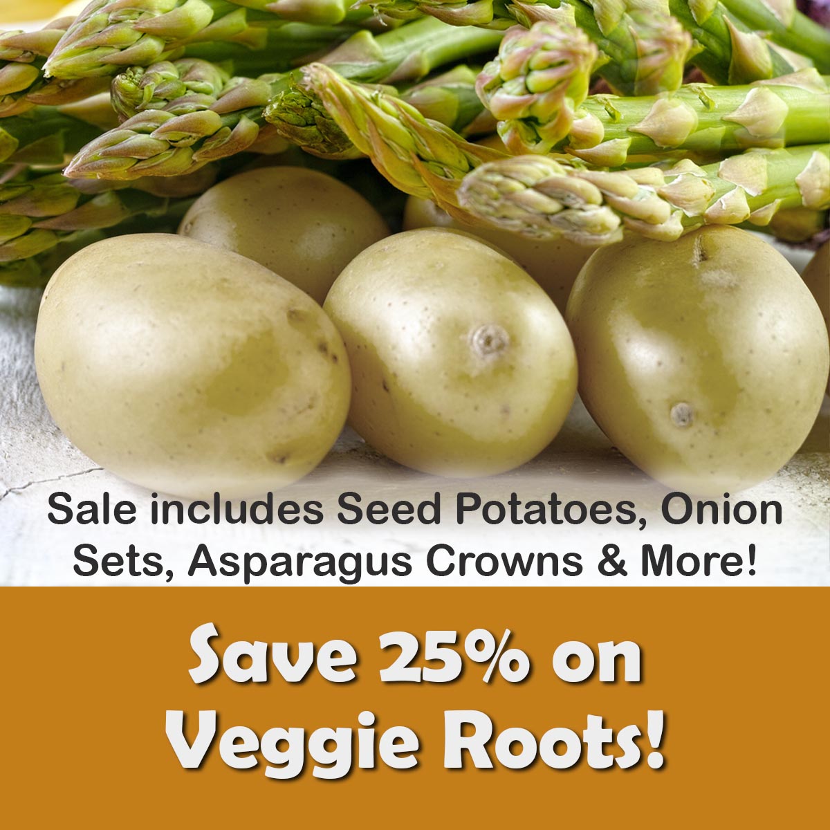 Root Veggies