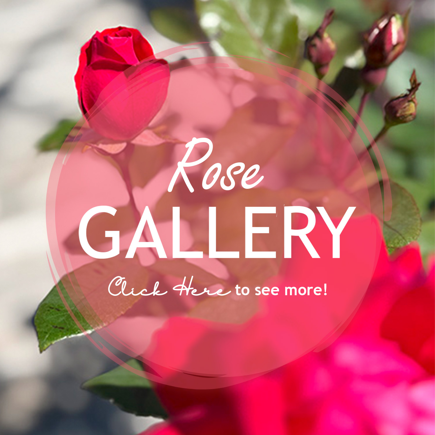 Rose Gallery