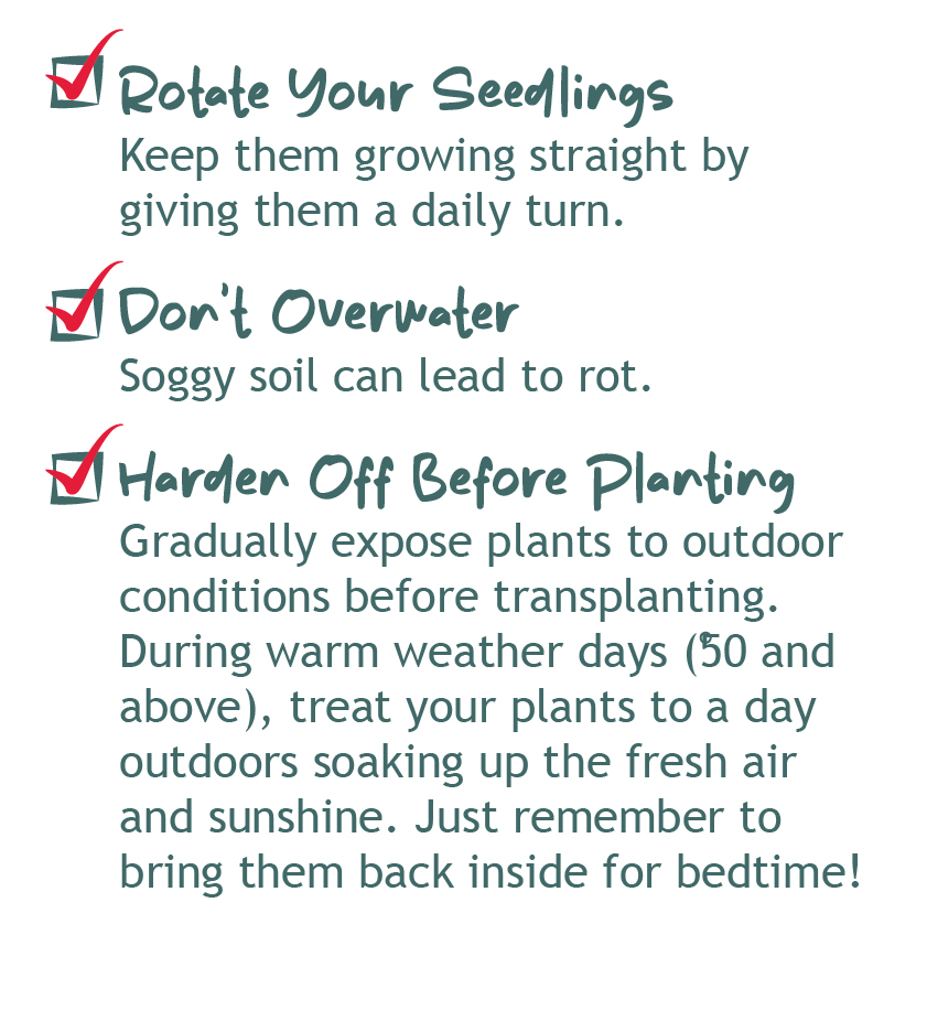 Tips on how to grow your garden from a seed, seed starter. Rotate your seedlings, don't overwater, and harden off your plants before transplanting outdoors.