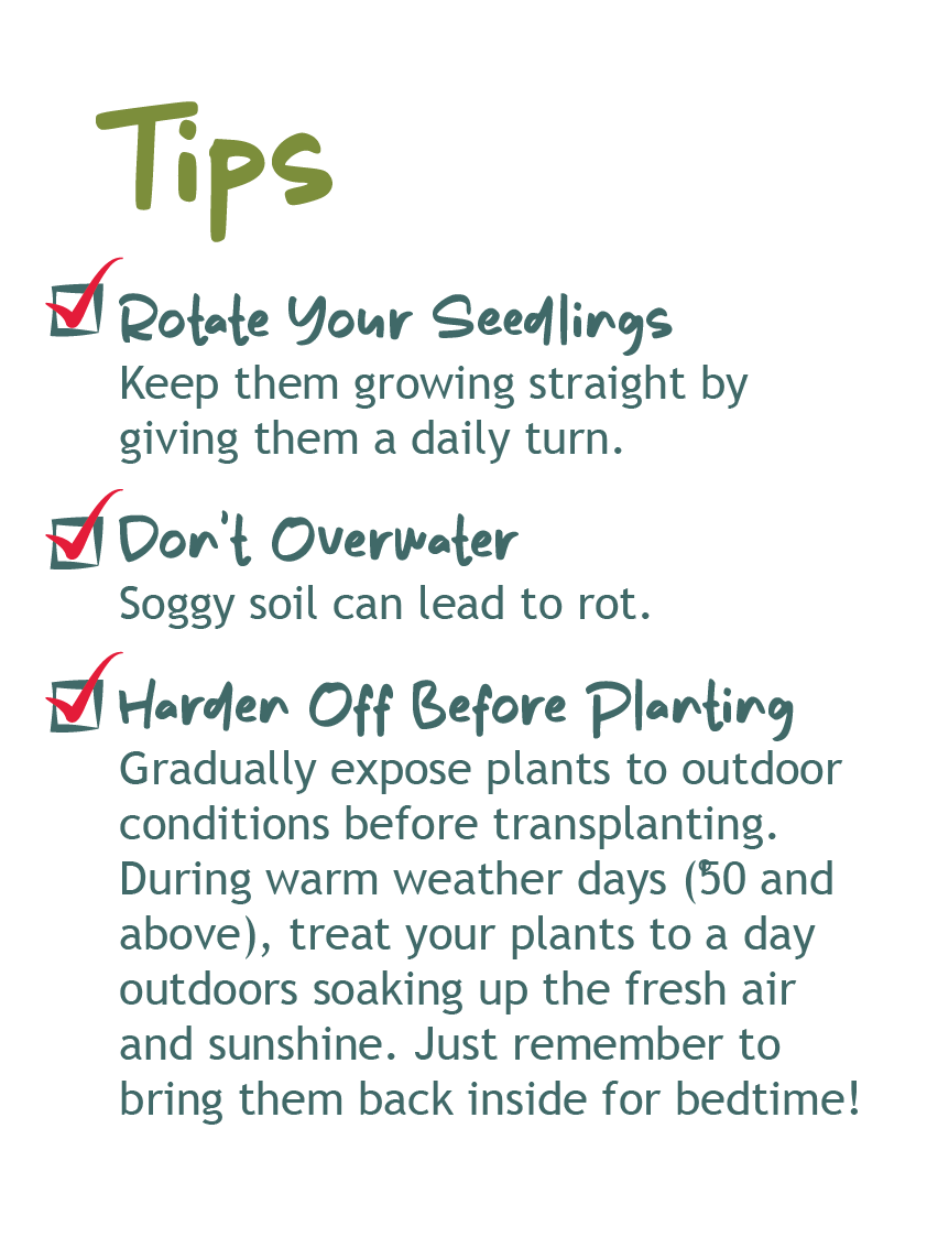 Tips on how to grow your garden from a seed, seed starter. Rotate your seedlings, don't overwater, and harden off your plants before transplanting outdoors.