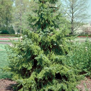 Serbian Spruce