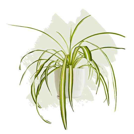 Spider Plant