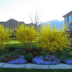 Sunrise Forsythia