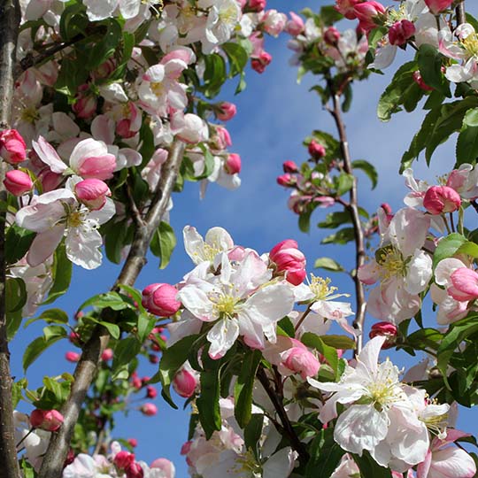 Apple Tree Palibin Lilac