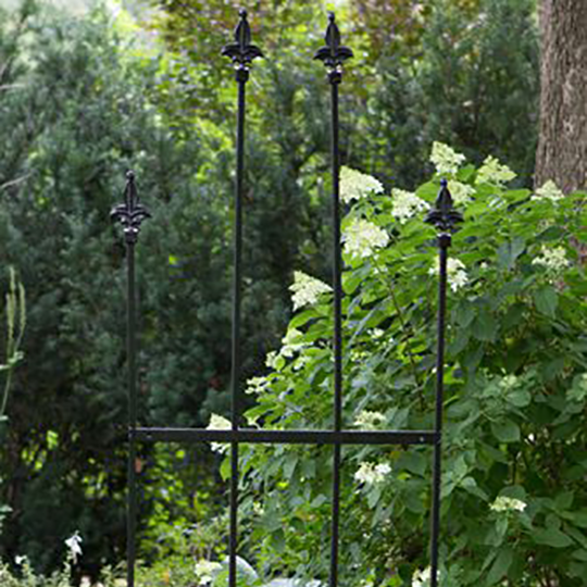 Trellis Allium