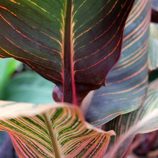 Tropicanna Canna Annual Allium