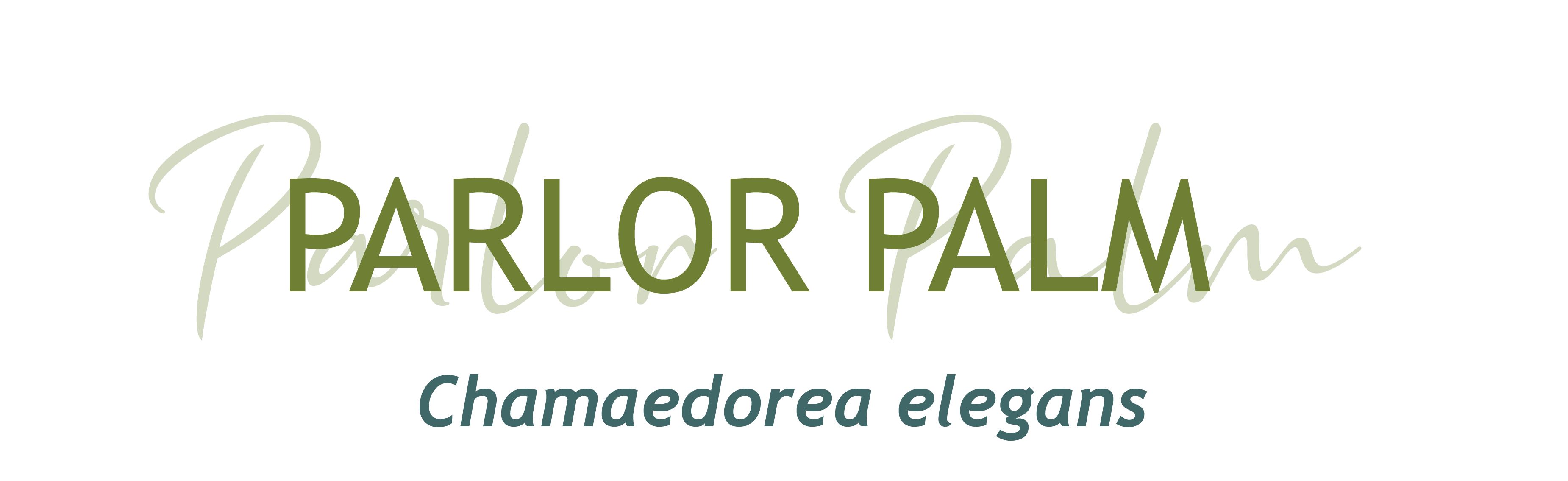 Parlor Palm