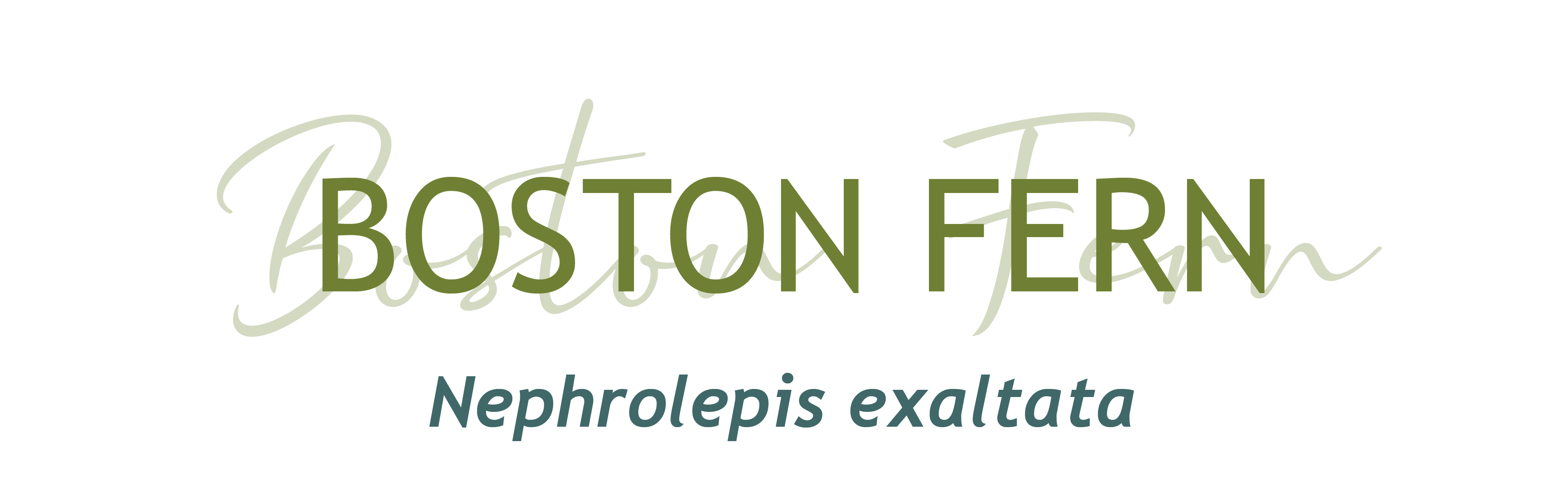 Boston Fern