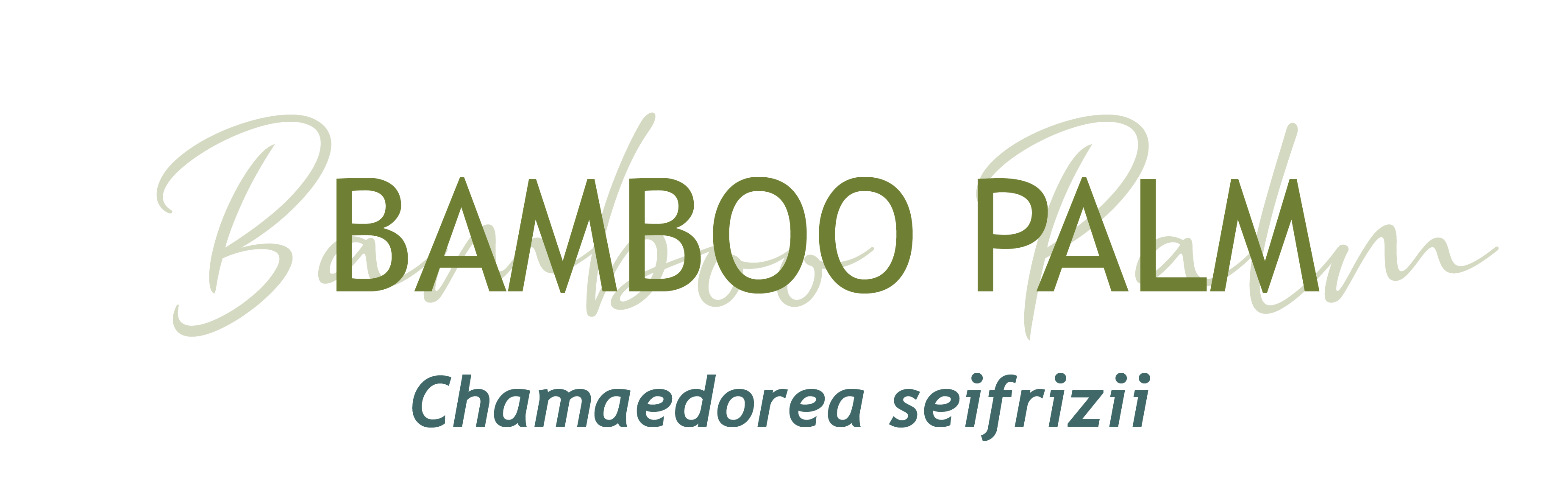 Bamboo Palm