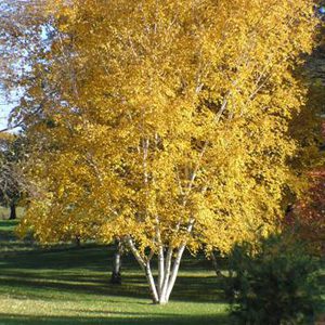 Whitespire Birch Clump