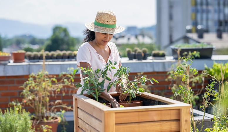Woman Preparing Raised Beds For Planting Vegetables