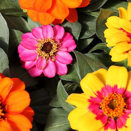 Zinnia Annuals