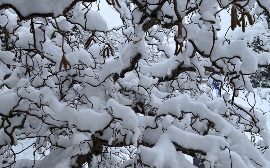 walking in a winter wonderland