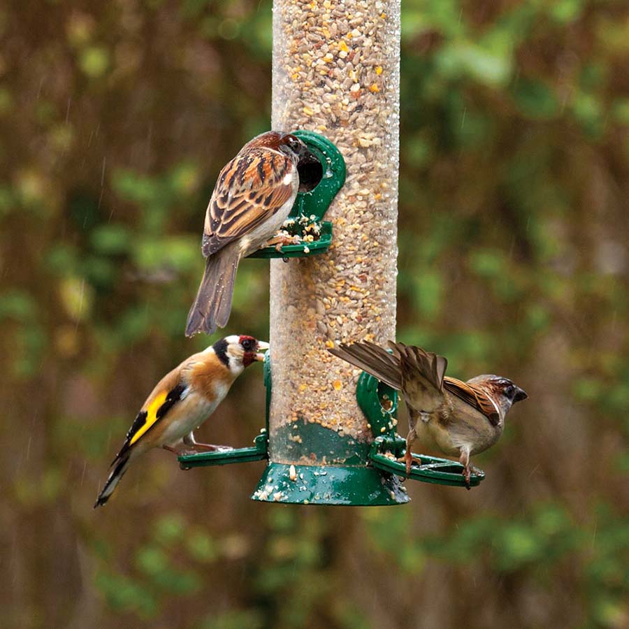bird sale edited