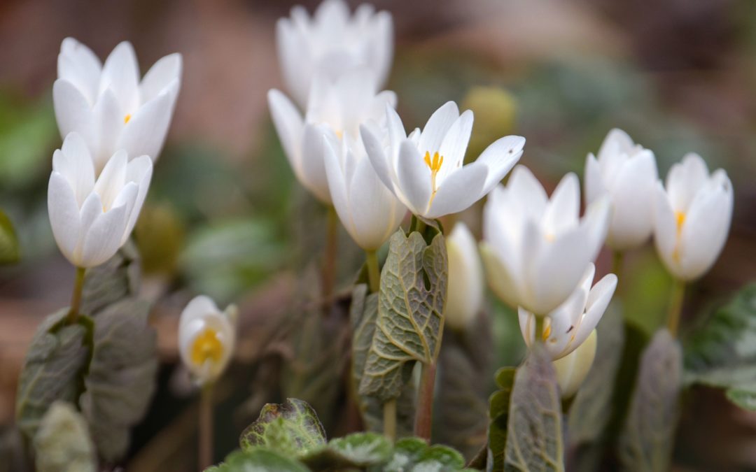 spring’s most fleeting flowers