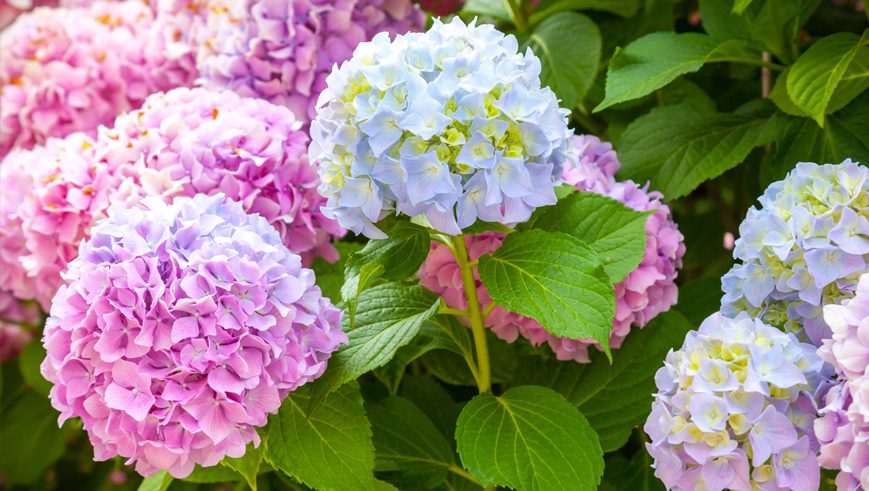 Looking For A Gift for Mom?